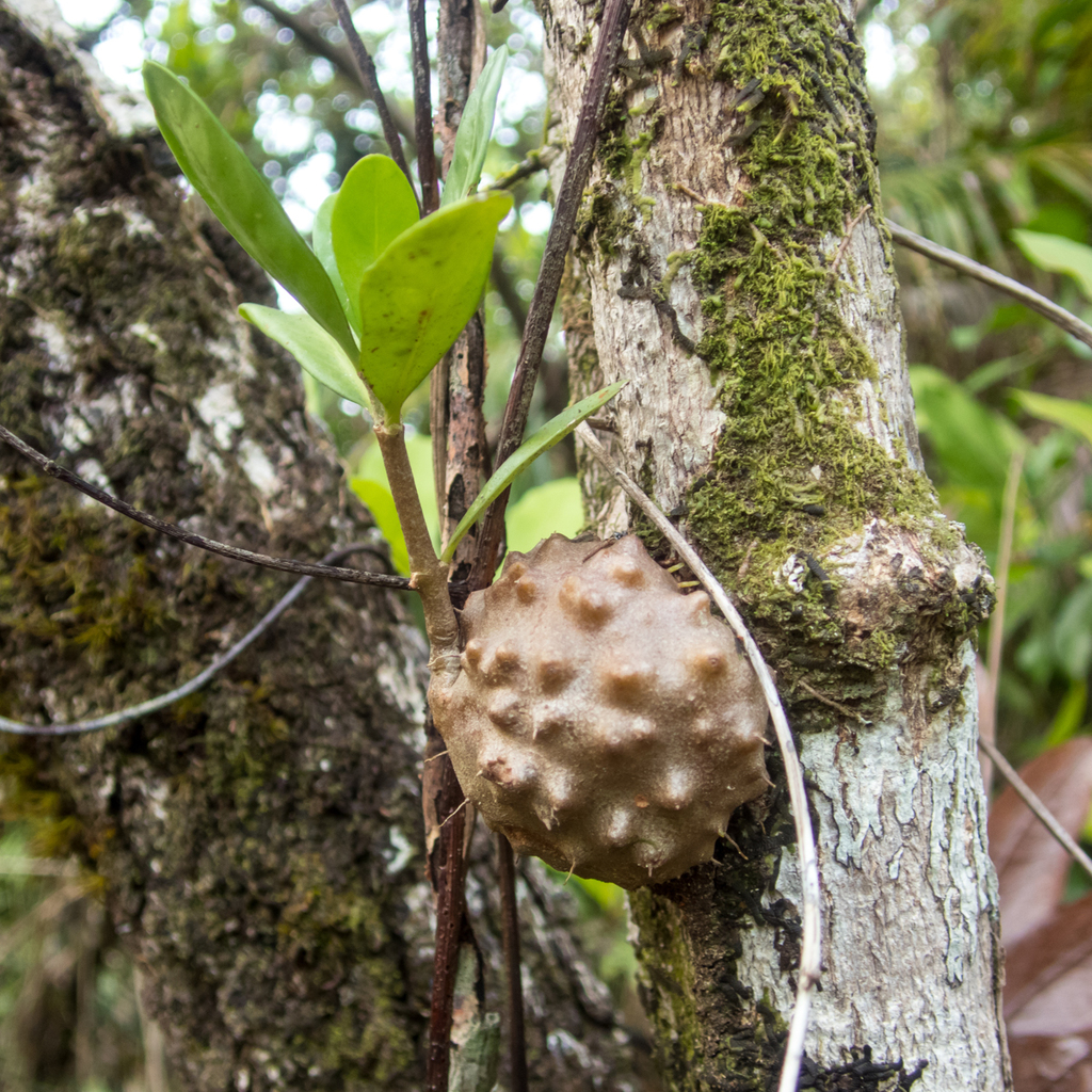 Bí kỳ nam – Hydnophytum formicarum