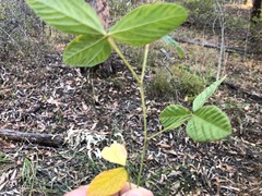 Flemingia parviflora