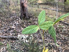 Flemingia parviflora