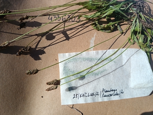 ribwort plantain