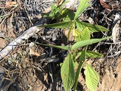 Flemingia parviflora