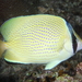 Speckled Butterflyfish - Photo (c) Klaus Stiefel, some rights reserved (CC BY-NC)
