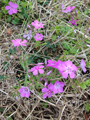 Phlox cuspidata