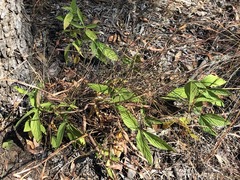 Flemingia parviflora