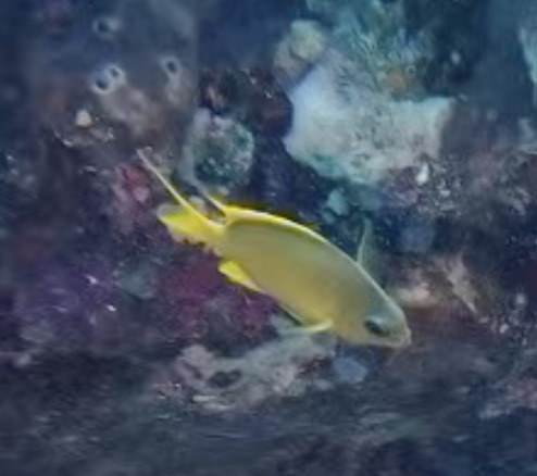 Chromis analis observed 2026-08-30