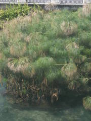 Cyperus papyrus