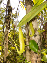 Nepenthes