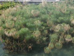 Cyperus papyrus