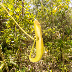 Nepenthes