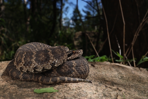 Siberian Pitviper