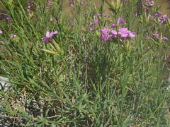 Dianthus rupicola