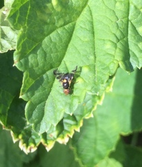 Rhagoletis cerasi