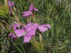 Dianthus rupicola
