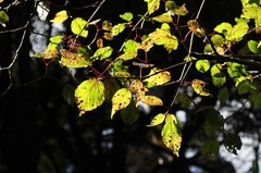 Viburnum betulifolium