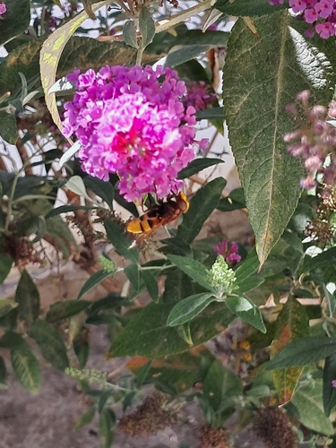Hornet Mimic Hover Fly
