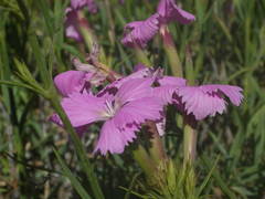 Dianthus rupicola
