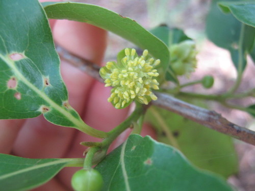 Bollywood (Litsea fawcettiana) · iNaturalist