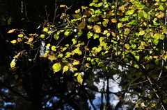Viburnum betulifolium