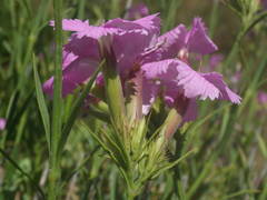 Dianthus rupicola