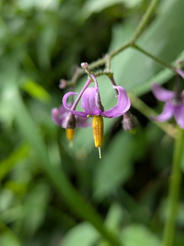bittersweet nightshade