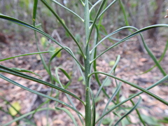 Macrozamia pauli-guilielmi