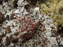 Lecanora pseudistera