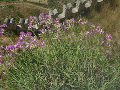 Dianthus rupicola