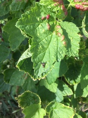 Rhagoletis cerasi