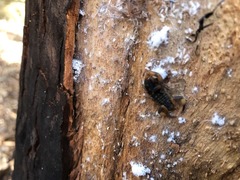 Reddyanus melanodactylus