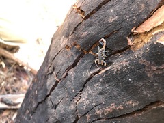 Reddyanus melanodactylus