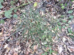 Macrozamia pauli-guilielmi