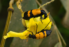 Hycleus tripunctatus