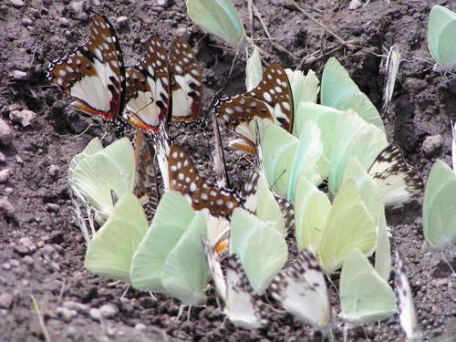 Northern Angola White Lady