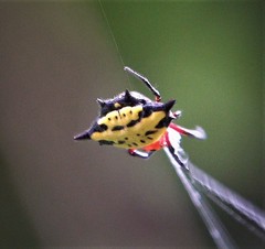 Gasteracantha rhomboidea comorensis