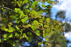 Viburnum betulifolium
