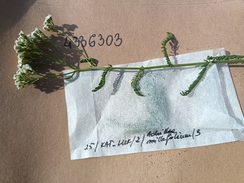 common yarrow