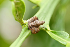 Dolophones turrigera