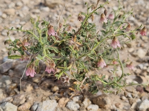 Spiny Dollsrose
