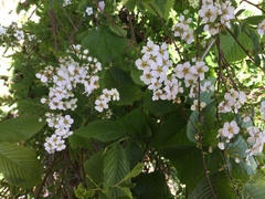 Spiraea × vanhouttei