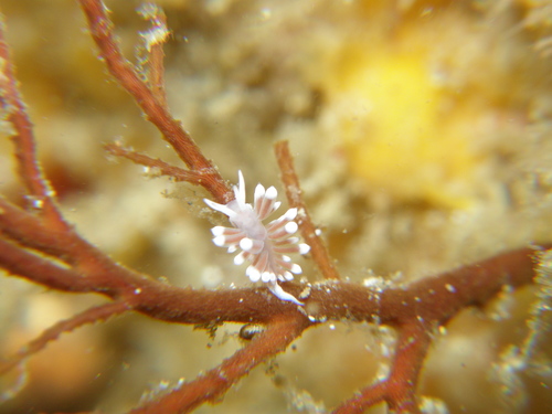 Sakuraeolis gerberina