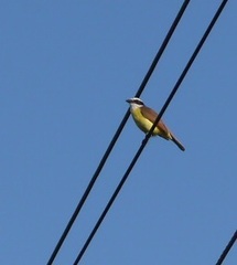 Pitangus sulphuratus