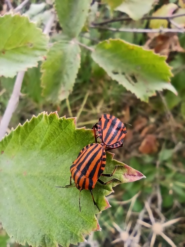 European Striped Shield Bug