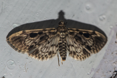 Rhimphaliodes macrostigma