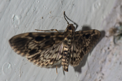 Rhimphaliodes macrostigma