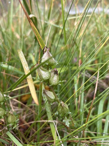 Common Lousewort