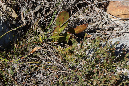 Protea acaulos, photograph 2