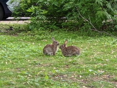 Oryctolagus cuniculus cuniculus