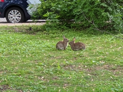 Oryctolagus cuniculus cuniculus