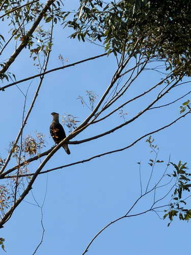 Crested Caracara