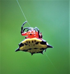 Gasteracantha rhomboidea comorensis